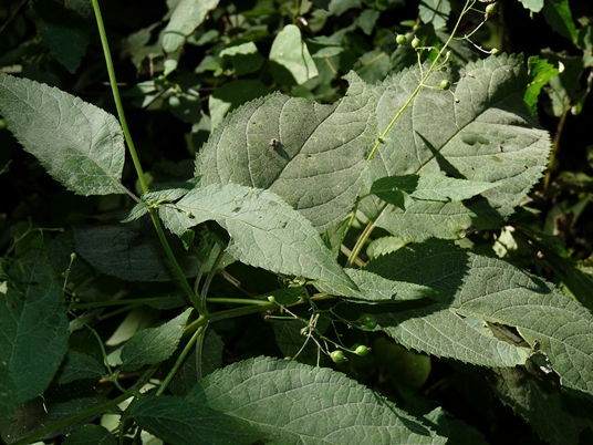 {Scrophularia marilandica}